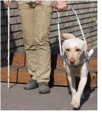 Blindenhund mit Führerin